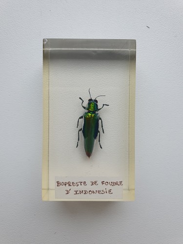 Insecte sous résine - ,