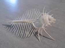 Coquillage :  NEW MURICIDAE MUREX PECTEN XL de 135 mm  PHILIPPINES