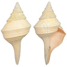 Coquillage syrinx aruanus - 40