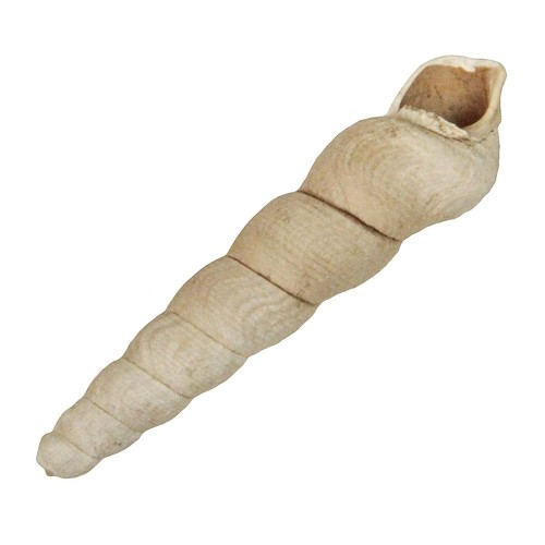 Coquillage haustator conoideus - coquillage,