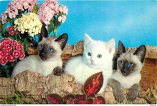 Carte Postale - Animaux -