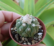ASTROPHYTUM AS-SEN KIKKO