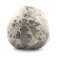 Oursin Fossile, Toxaster