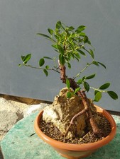Bonsaï Ficus 40x25 En Vase