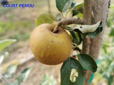 Pommier greffé (forte