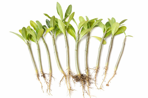 Pachypodium rutenbergianum