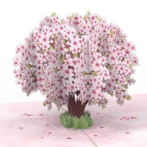 Carte pop sakura - -,