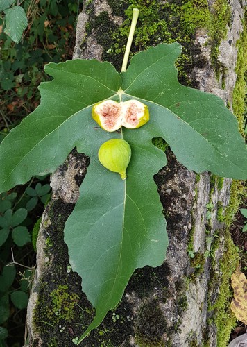 Ficus carica lusignan - ficus,