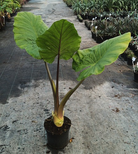 Alocasia macrorrhiza borneo - alocasia, 'borneo