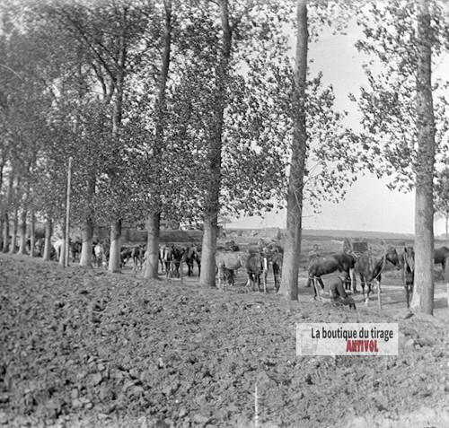 Chevaux soldats guerre ww1 - chevaux,,
