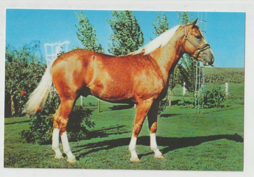 Barnett leo cheval - leo,