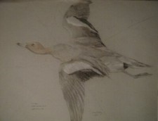 AQUARELLE ORIGINALE DE A. ANDRIEUX PEINTRE DE LA CHASSE UN CANARD BEC BLEU PATTE