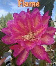 Rare epiphyllum flame cutting - epiphyllum,