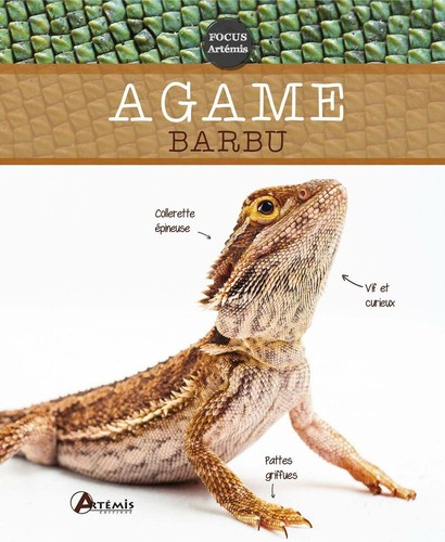 Agame barbu preisser - agame, (0)