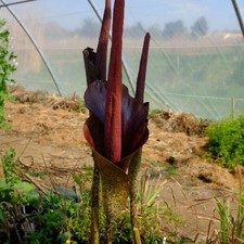 Amorphophallus 1 Bulbe - Plante Rare