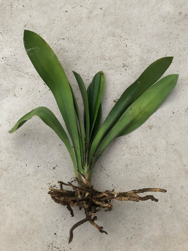 Clivia miniata bush lily - clivia,