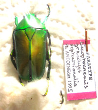 ECCOPTOCNEMIS gracilipes ssp.septentrionis PARATYPE M A1 (-)