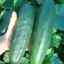 Lot De 10 Graines De Concombre