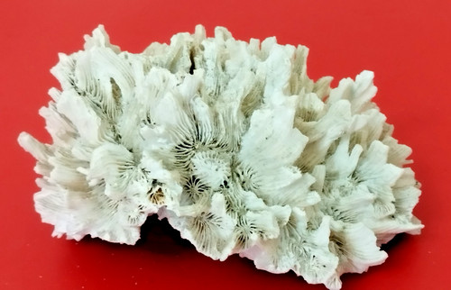 Ancien grand corail blanc - grand,