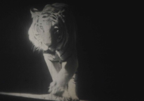 Zoo film 5 mm - zoo,