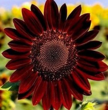 20 graines de TOURNESOL ROUGE(Helianthus annuus RED SUN)E44 SUNFLOWER SEEDS SEMI