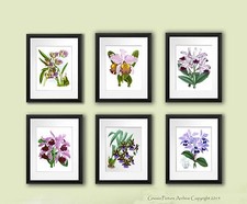 Orchidées Botanique Motifs Lot De 6 sans Cadre Tropical Fleur Mur Art Cadeau Her