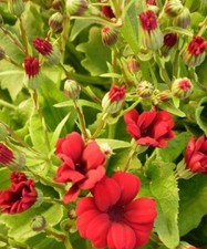 ♫ Adonis 'Goutte de Sang' -