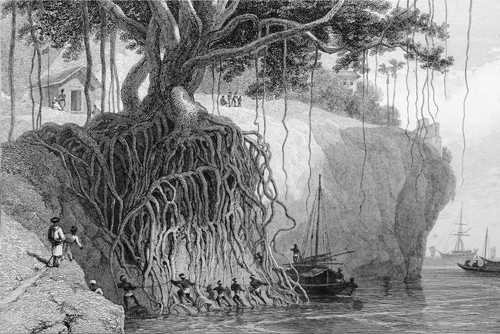 Indes racines un banyan - indes,