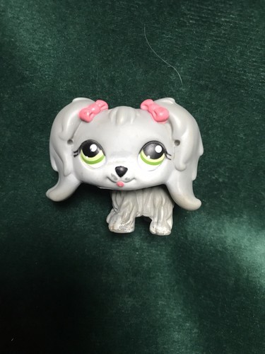 Petshop chien bichon - chien,