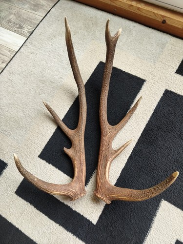 Paire bois cerf - paire,