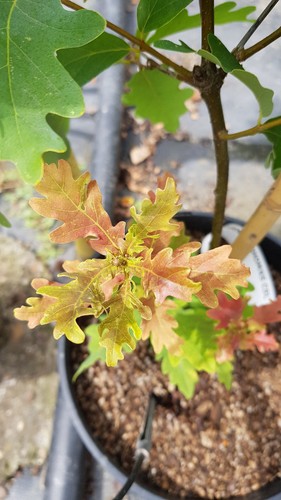 Quercus sargentii thomas - quercus, /
