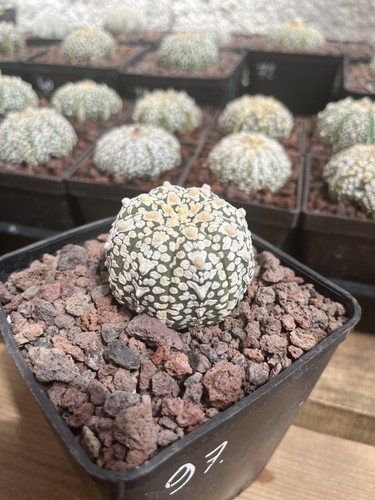 Cactus astrophytum asterias - cactus,