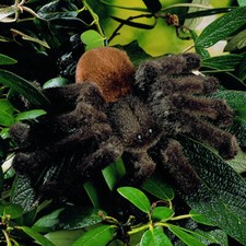 Tarantule Par Kosen - Peluche