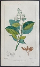 Flore médicale Quinquina