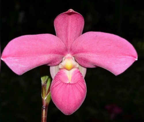 Phragmipedium memoria mariza - memoria,