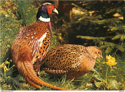 Carte postale animaux - carte,