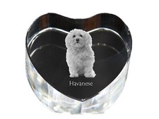 Havaneser, Bichon Havanais