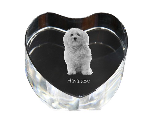 Havaneser bichon havanais - havaneser,,