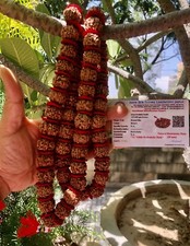 LAB CERTIFIÉ 5 Mukhi