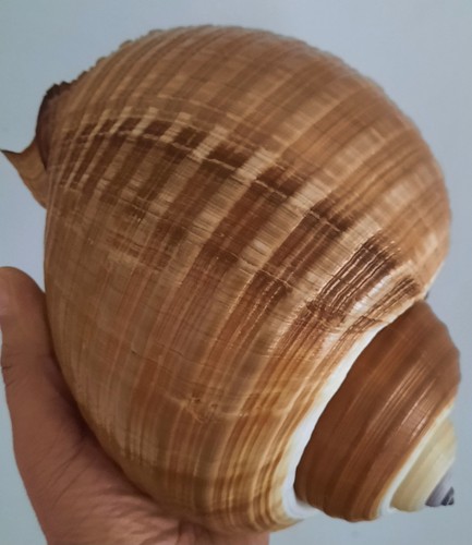 Curiosité coquillage - ,coquillage,