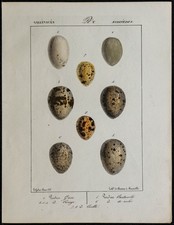 1830 - Oeufs d'oiseaux