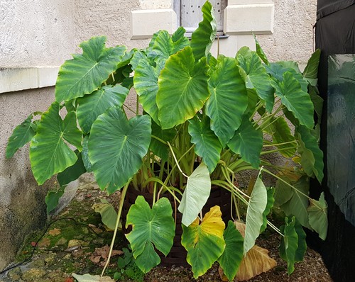 Colocasia esculenta taro - /,