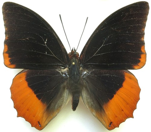 Entomologie papillon - entomologie,