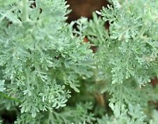 1000 Graines d'Absinthe Méthode BIO seed plante vivace aromatique médicinale 