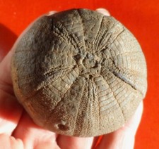 OURSIN FOSSILE JURASSIQUE DU