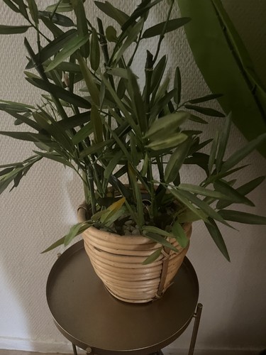 Plante artificielle - plante,