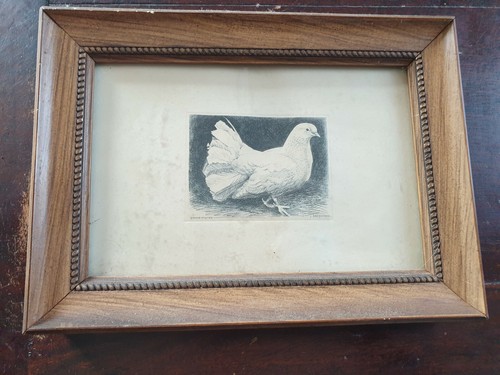 Gravure ancienne pigeon - par, j