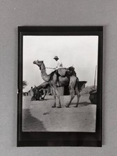 PHOTO Afrique Africa colonial france colonie dromadaire camel chameau Désert