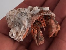 curiosité ,Coquillage 