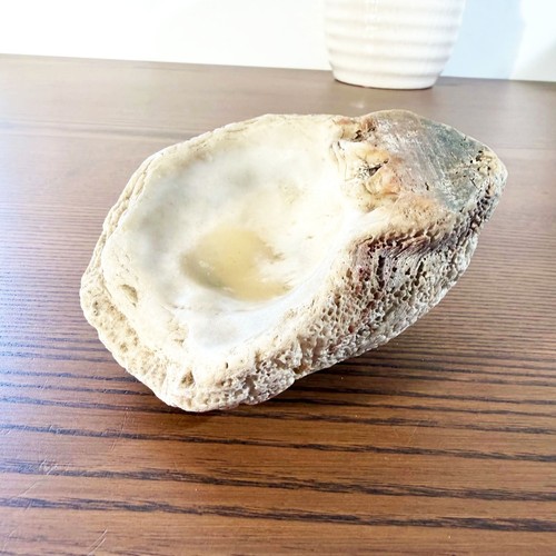 Fossile coquillage - de,